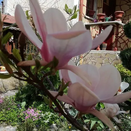 Maison d'hôtes Veselata Dolna Banya